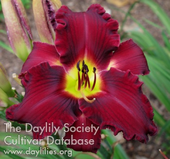 Daylily Witch Hollow